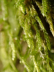 Hypnum cupressiforme