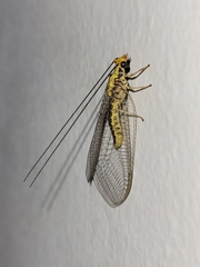 Italochrysa