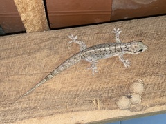 Phyllopezus pollicaris