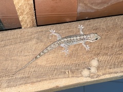 Phyllopezus pollicaris