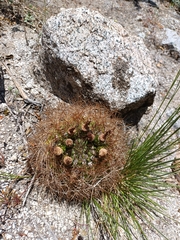 Eriosyce curvispina