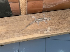 Phyllopezus pollicaris