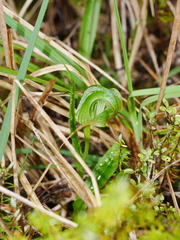 Pterostylis patens