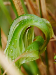 Pterostylis patens