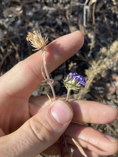 Image of Townsendia eximia by (c) Anders Hastings, some rights reserved (CC BY)