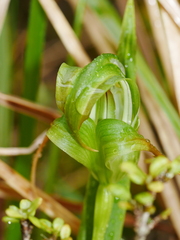 Pterostylis patens