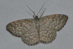 Scopula immorata