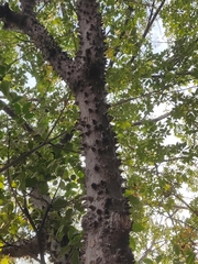 Ceiba aesculifolia