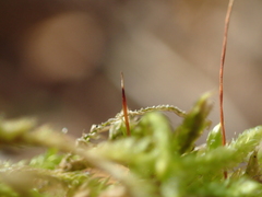 Hypnum cupressiforme