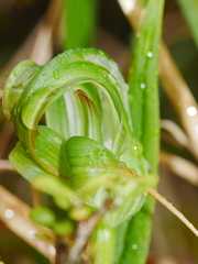 Pterostylis patens