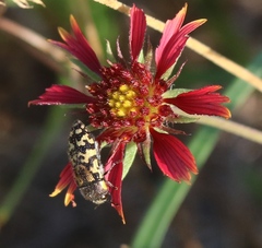 Acmaeodera mixta