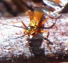 Priocnemis conformis