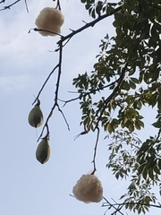 Ceiba aesculifolia