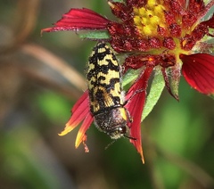 Acmaeodera mixta