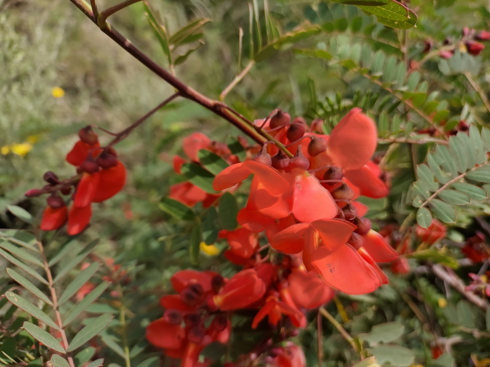 Sesbania punicea