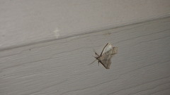 Phalaenophana pyramusalis