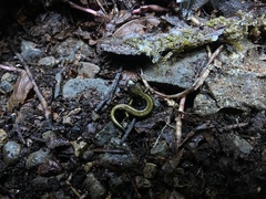 Plethodon dunni