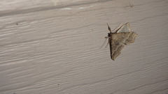 Phalaenophana pyramusalis