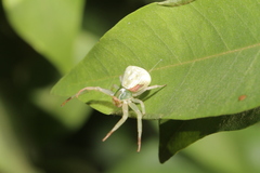 Misumena vatia