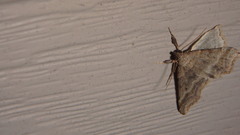 Phalaenophana pyramusalis