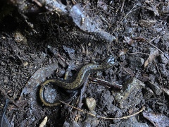 Plethodon dunni