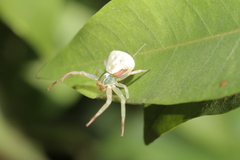 Misumena vatia