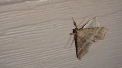 Phalaenophana pyramusalis