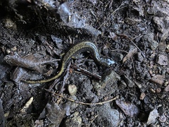 Plethodon dunni