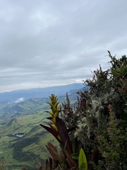 Guzmania
