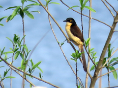 Donacobius atricapilla