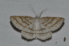 Perconia strigillaria