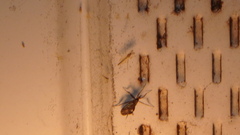 Rhamphomyia longicauda