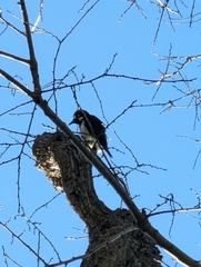 Melanerpes formicivorus