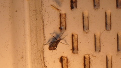 Rhamphomyia longicauda