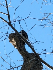 Melanerpes formicivorus