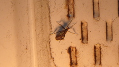 Rhamphomyia longicauda