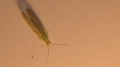 Chrysopa oculata