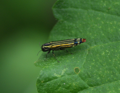 Agrilus catherinae