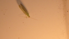 Chrysopa oculata