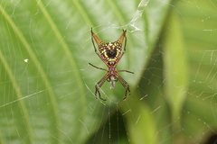 Micrathena sexspinosa