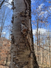 Betula alleghaniensis