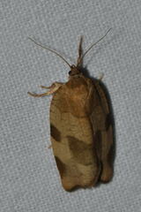 Choristoneura hebenstreitella