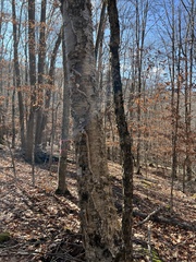 Betula alleghaniensis