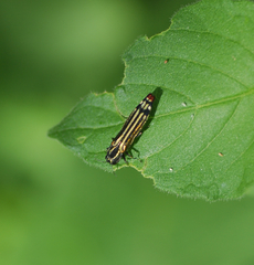 Agrilus catherinae