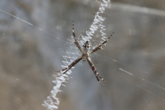 Argiope argentata