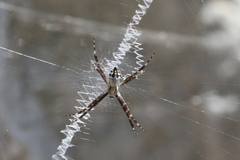 Argiope argentata