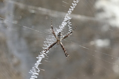 Argiope argentata