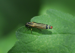 Agrilus catherinae