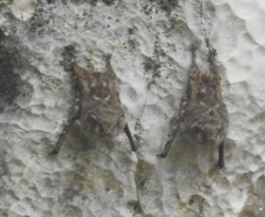 Rhynchonycteris naso