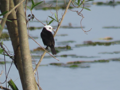 Arundinicola leucocephala